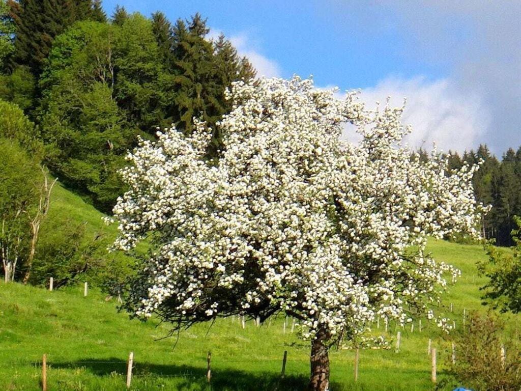 Vila Blumenoase Allgaeu Blaichach Exteriér fotografie